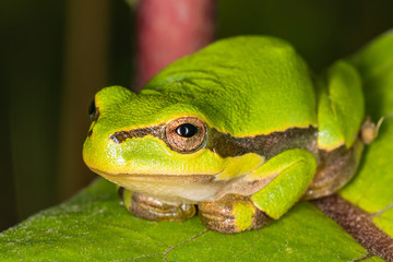 Green frog on leaf. A frog hides in a plant © nedomacki