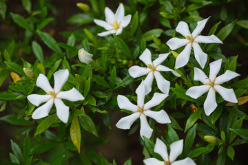 コクチナシの花