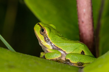 Green frog on leaf. A frog hides in a plant