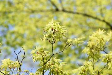 The young leaves of Japanese maple shine beautifully in the spring sunshine.