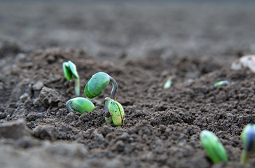 soy plant sprouting