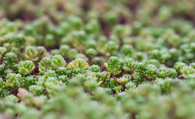 Green background with small sedum succulents in the garden. Nature backdrop