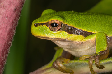 Green frog on leaf. A frog hides in a plant
