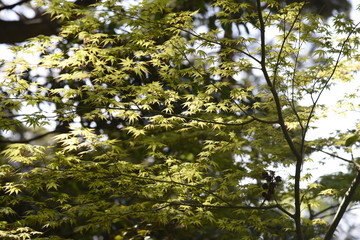 The young leaves of Japanese maple shine beautifully in the spring sunshine.