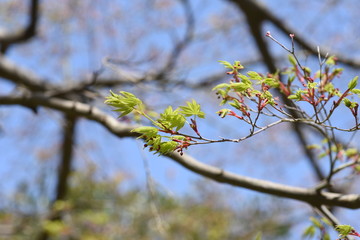 The young leaves of Japanese maple shine beautifully in the spring sunshine.