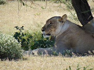 Panthera leo melanochaita