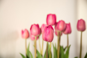 fresh bouquet of pink tulips