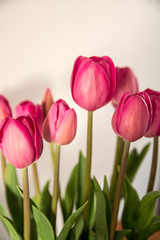 fresh bouquet of pink tulips