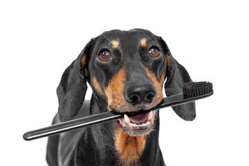 Close up portrait of cute short-haired dachshund holding black tooth brush in its mouth on white...