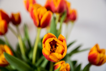 Naklejka premium beautiful bouquet of orange tulips