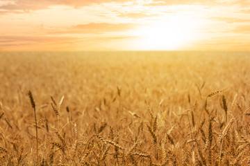 wheat field at the sunset, evening outdoor agricultural  scene