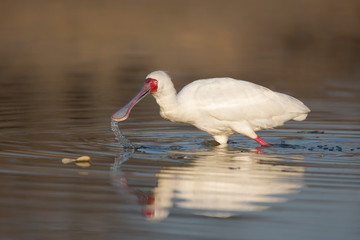African spoonbill reflection