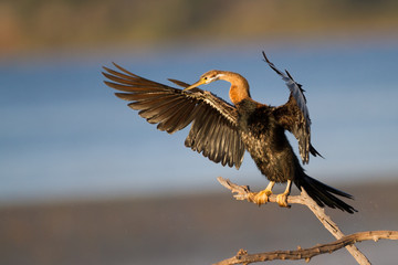 African darter sunning wings after swim
