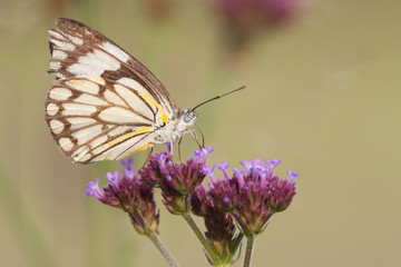 Butterfly on flower
