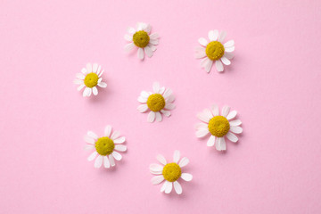 Beautiful composition with chamomile flowers on pink background, flat lay