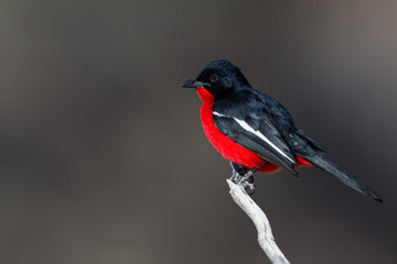 Crimson-breasted Shrike