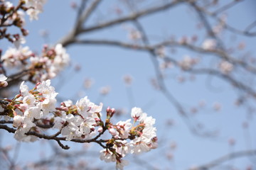 桜