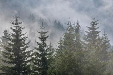 fir tree forest in a mist on the mount slope
