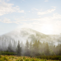 Obraz premium mountain valley in a dense clouds and mist, forest on a mount slope in a haze