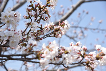 Obraz premium 桜