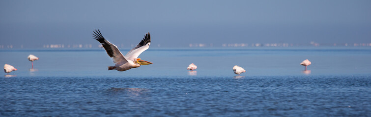 Fototapeta na wymiar Flamingo fly-by