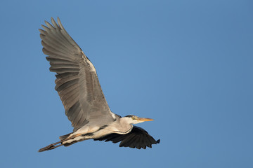 Grey heron in flight