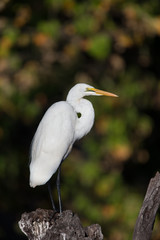 Great white egret sitting on log over Chobe river