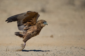 Juv bateleur takeoff
