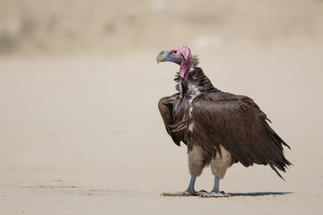 Lappet-faced Vulture in the Kalahari