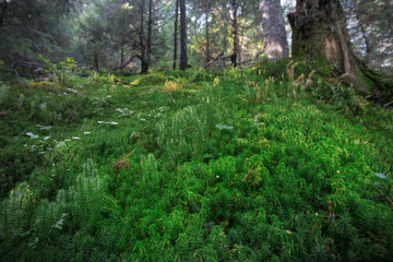 closeup green forest glade covered by a moss