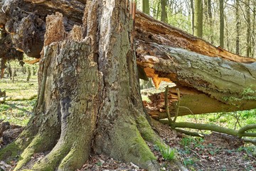 A huge beech tree felled by the storm. She was completely rotten
