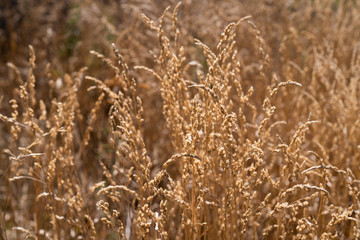 Dried Grass flower in meadow with sun lights.