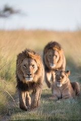 Lion pride walking through grass © Peter