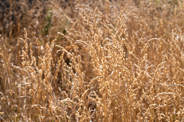 Dried Grass flower in meadow with sun lights.