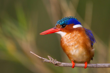 Malachite kingfisher