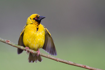 Masked weaver shaking wings on brach