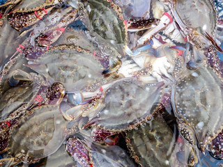 Fresh seafood is on sale in the market