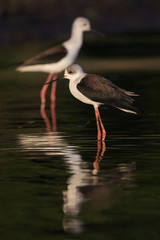 Pair of black-winged stilts