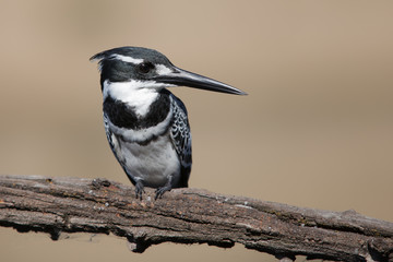 Pied kingfisher portrait