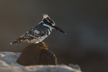 Pied kingfisher sitting on an elephant poo