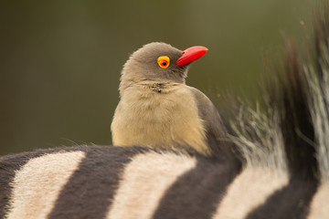 Red Billed Ox-pecker