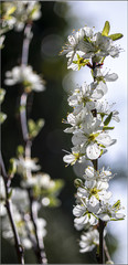 white flowers in the garden