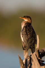 Reed cormorant