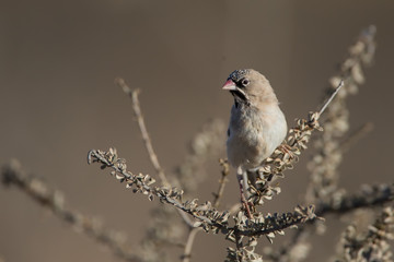 Scaly-Feathered Finch