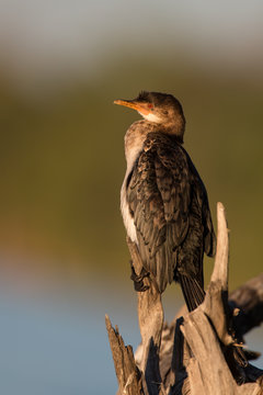 Reed Cormorant