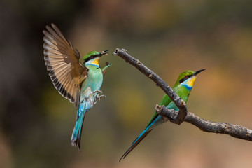 Swallow-tailed Bee-eater landing