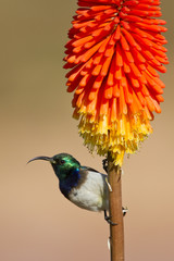 White bellied sunbird on flower