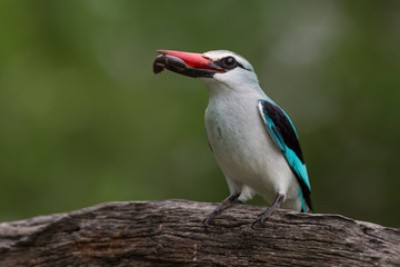 Woodland kingfisher with lunch
