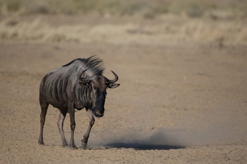 Wilderbeest kicking up dust