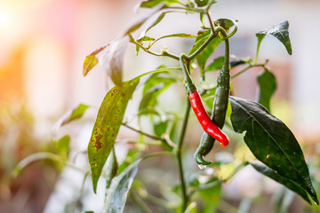 Red chili on trees 
